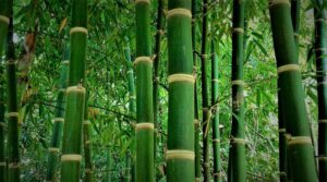 national bamboo mission