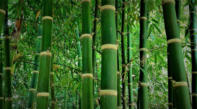 bamboo