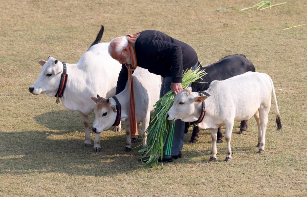 Punganur cows