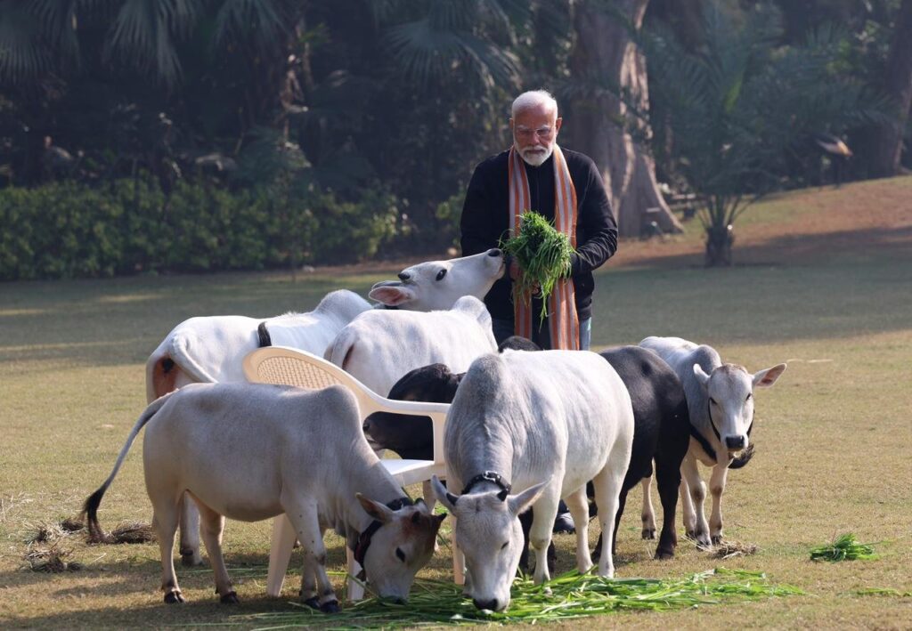 Can we keep Punganur cows at home?