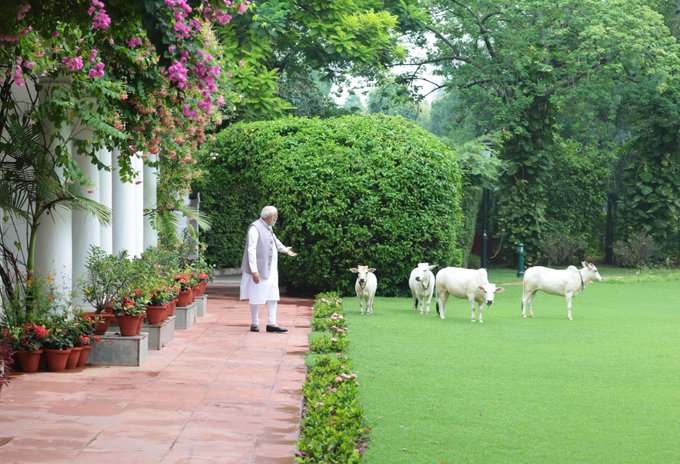 Punganur cows