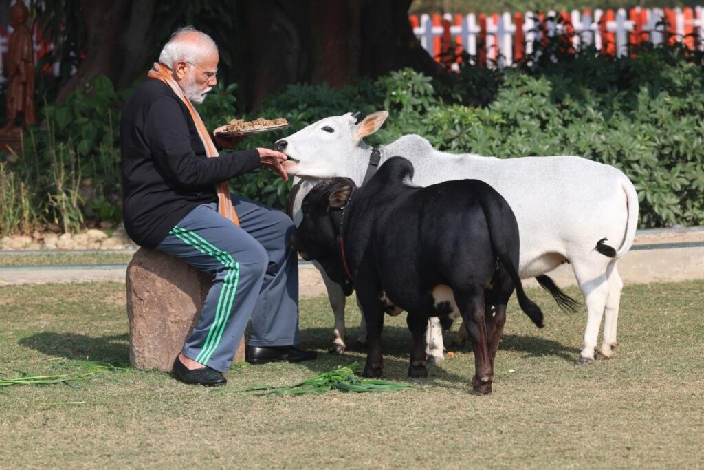 punganur cow